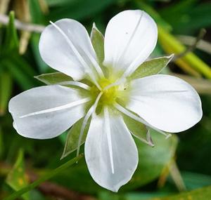utils/thumbs/Caryophyllaceae/Arenaria_Q23NCgBC7KBZDjRpzSeEmH.jpg