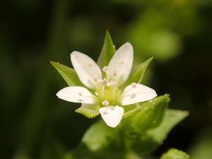 Arenaria serpyllifolia