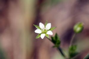 Arenaria serpyllifolia