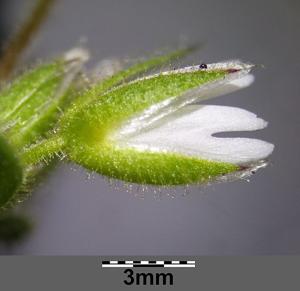 Cerastium pumilum