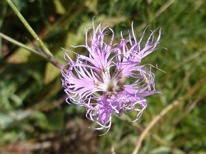 Dianthus superbus