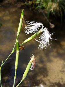 Dianthus superbus subsp. superbus