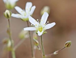 Eremogone capillaris var.  americana