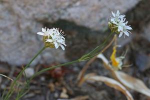 Eremogone congesta var.  congesta