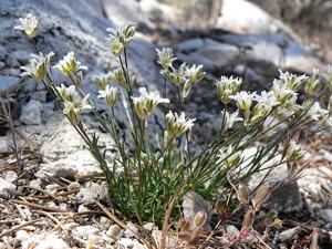 Eremogone congesta var.  charlestonensis