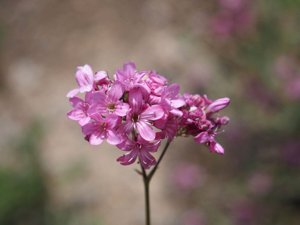 Gypsophila capituliflora