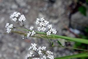 Gypsophila oldhamiana