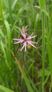 Lychnis flos-cuculi