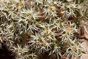 utils/thumbs/Caryophyllaceae/Paronychia_46vwcsaGEqxZxKFfdunWyN.jpg