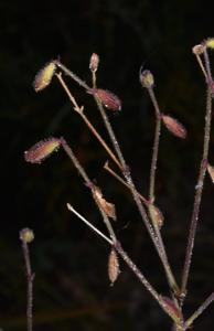 Psammosilene tunicoides