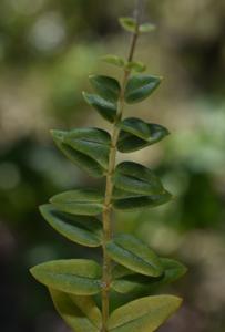 Psammosilene tunicoides