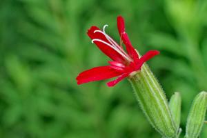 utils/thumbs/Caryophyllaceae/Silene_7rTehNym4t5FCYpiKjHPpc.jpg