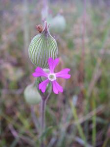 Silene conica