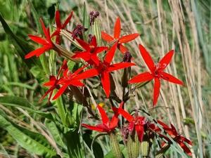 Silene regia