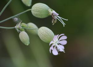 Silene vulgaris