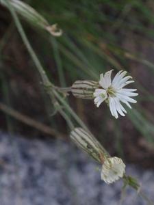 utils/thumbs/Caryophyllaceae/Silene_K9neSCWMm2GmWtdEWMHnHZ.jpg
