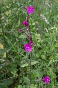 Silene dioica