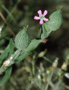 utils/thumbs/Caryophyllaceae/Silene_KhdfBP2DMicJTKbg8VKP6N.jpg