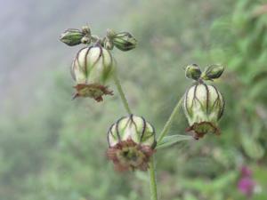utils/thumbs/Caryophyllaceae/Silene_VTQAA9fVEoGMEuowYJycnU.jpg