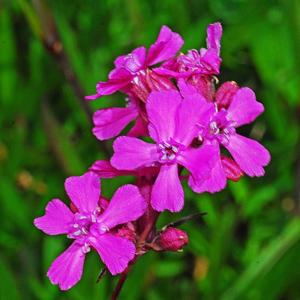 utils/thumbs/Caryophyllaceae/Silene_YjxewSuDD7TRZLtELFAKyX.jpg