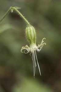 utils/thumbs/Caryophyllaceae/Silene_YpfHadzxzELSHSRA7NLeTo.jpg