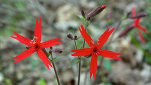Silene virginica