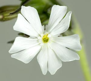 Silene latifolia subsp. alba