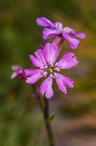 utils/thumbs/Caryophyllaceae/Silene_dw4xt2rP2KQnfqy3HduJL4.jpg