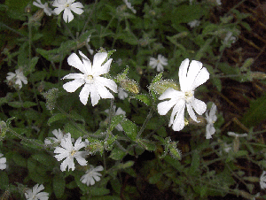 utils/thumbs/Caryophyllaceae/Silene_gHvV5FXp2FKUfsEHwWTjJb.gif