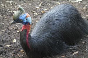 utils/thumbs/Casuariidae/Cassowary_5dXMGyBba3XuYcMaTxHZEa.jpg