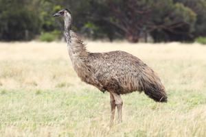 utils/thumbs/Casuariidae/Dromaius_hYskBTv9bum8DfuFjtNQV6.jpg