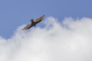 Cathartes aura