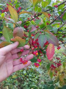 Euonymus europaeus