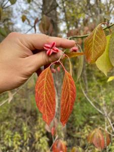 Euonymus atropurpureus
