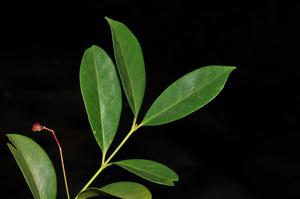 Euonymus glaber