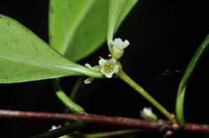 Microtropis crassifolia