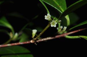 Microtropis crassifolia