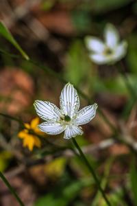 Parnassia grandifolia