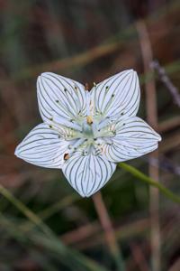 Parnassia caroliniana