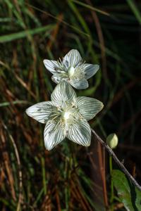 Parnassia caroliniana