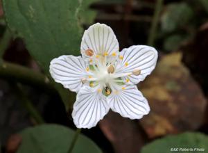 Parnassia asarifolia