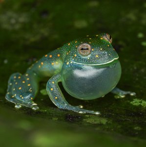 Cochranella euknemos