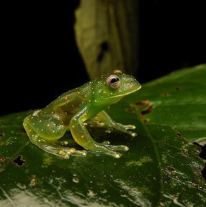 Cochranella euknemos