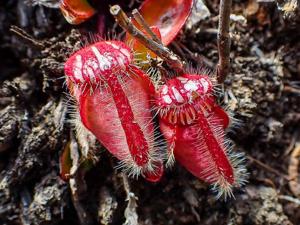 Cephalotus follicularis