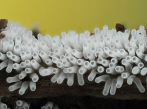 Ceratiomyxa fruticulosa var. descendens