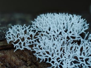 utils/thumbs/Ceratiomyxidae/Ceratiomyxa_mLvfhfgiea6A4UBNMtc45E.jpg