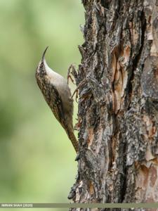 Certhia himalayana