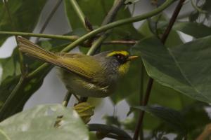 Abroscopus schisticeps