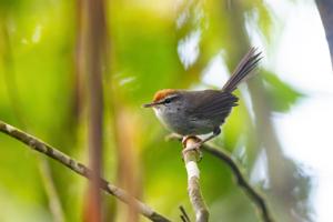 utils/thumbs/Cettiidae/Horornis_LvrzKsb8Ym7rC6Fvssdean.jpg