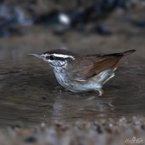 Urosphena squameiceps